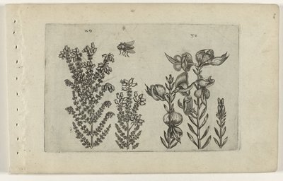 Bruyère commune et genêt - Crispijn van de Passe (I) (attributed to)