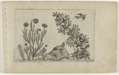 Camomille commune et épine-vinette - Crispijn van de Passe (I) (attributed to)