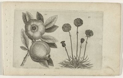 Grenade et herbe anglaise - Crispijn van de Passe (I) (attributed to)