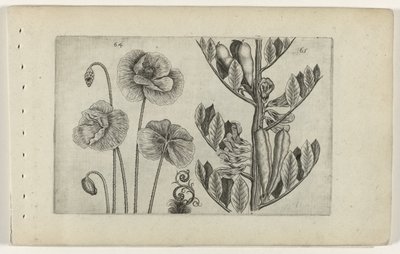 Grande coquelicot et fève de jardin - Crispijn van de Passe (I) (attributed to)
