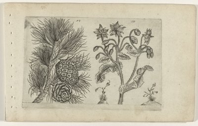Pin sylvestre et bourrache - Crispijn van de Passe (I) (attributed to)