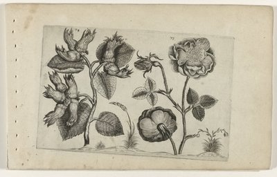 Noisetier et rose - Crispijn van de Passe (I) (attributed to)