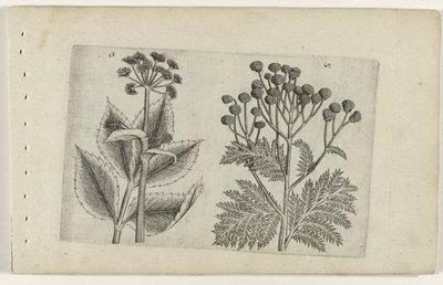 Racine de cerf et tanaisie (Cognoscite lilia) - Crispijn van de Passe (I) (attributed to)
