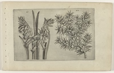 Jacinthe et genévrier (Cognoscite lilia) - Crispijn van de Passe (I) (attributed to)