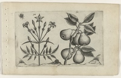 Jasmin et poire - Crispijn van de Passe (I) (attributed to)