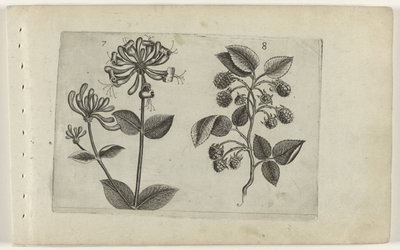Chèvrefeuille et framboise (Cognoscite lilia) - Crispijn van de Passe (I) (attributed to)