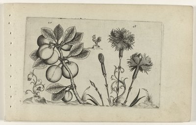 Prunier et œillet, Cognoscite lilia (titre de la série) - Crispijn van de Passe (I) (attributed to)