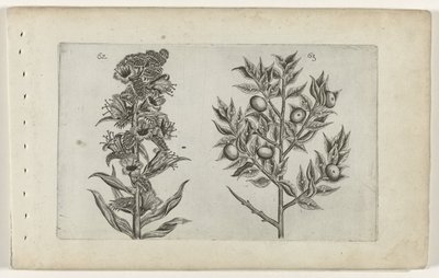 Kromhals et ruscus - Crispijn van de Passe (I) (attributed to)