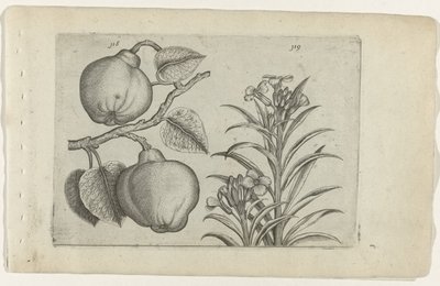Coing et giroflée - Crispijn van de Passe (I) (attributed to)