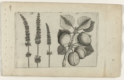 Lavande et abricot (Cognoscite lilia) - Crispijn van de Passe (I) (attributed to)