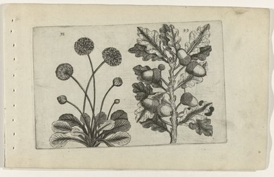 Marguerite et chêne d