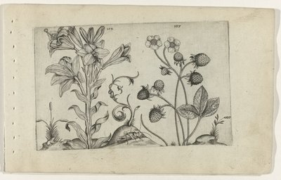 Madonnalelie en aardbei - Crispijn van de Passe (I) (attributed to)