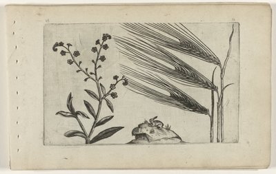 Myosotis des marais et orge - Crispijn van de Passe (I) (attributed to)