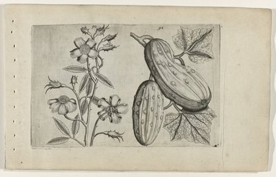 Rose musquée et concombre - Crispijn van de Passe (I) (attributed to)