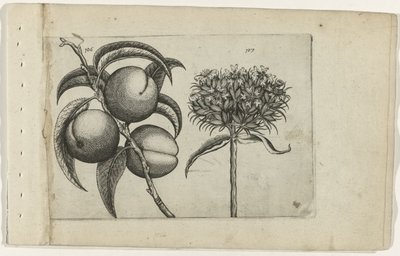 Pêche et amour ardent (Cognoscite lilia) - Crispijn van de Passe (I) (attributed to)