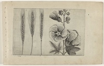 Seigle et rose trémière - Crispijn van de Passe (I) (attributed to)