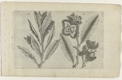 Sauge et châtaigne douce - Crispijn van de Passe (I) (attributed to)