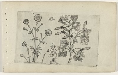 Renoncule âcre et érable champêtre (série Cognoscite lilia) - Crispijn van de Passe (I) (attributed to)