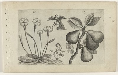 Primevère et poire (Cognoscite lilia) - Crispijn van de Passe (I) (attributed to)