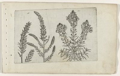 Tamaris et linaire - Crispijn van de Passe (I) (attributed to)