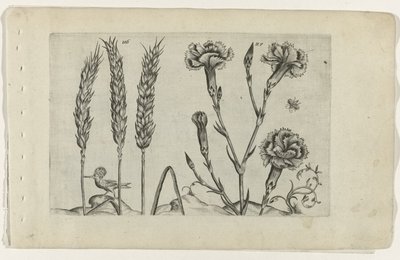 Blé et œillet - Crispijn van de Passe (I) (attributed to)