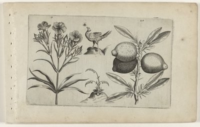 Œillet et citron - Crispijn van de Passe (I) (attributed to)