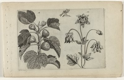 Figuier et ancolie sauvage - Crispijn van de Passe (I) (attributed to)