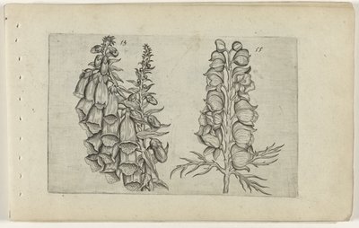 Digitale et aconit bleu - Crispijn van de Passe (I) (attributed to)