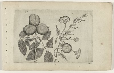 Noyer et liseron Cognoscite lilia (titre de la série) - Crispijn van de Passe (I) (attributed to)
