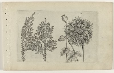 Sept arbres et pavot (série Cognoscite lilia) - Crispijn van de Passe (I) (attributed to)