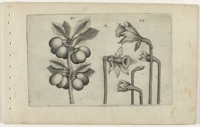 Cerise acide et narcisse sauvage - Crispijn van de Passe (I) (attributed to)