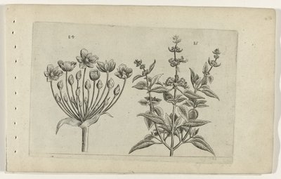 Butome et sauge à petites fleurs (série Cognoscite lilia) - Crispijn van de Passe (I) (attributed to)
