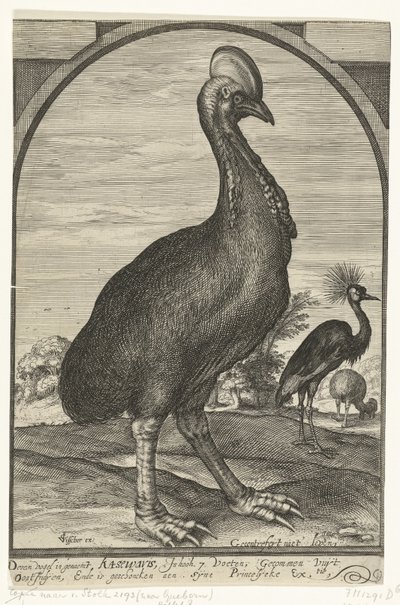 Casoar apporté par Willem Jacobsz. des Indes orientales et offert au prince Maurice, 1614 - Crispijn van den Queborn (attributed to)