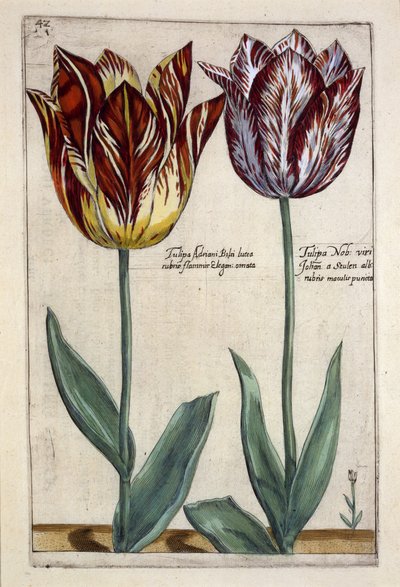 Tulipa Adriani Bilsi et Tulipa Nob viri Johan a Seulen, de 