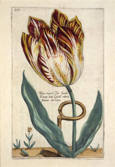 Tulipa Mayor Do Jacobi Bommy, Planche 47, de 