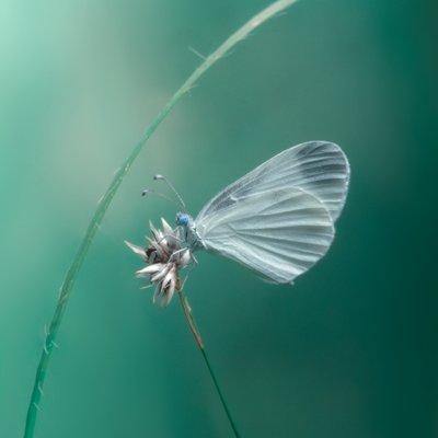 Papillon blanc délicat - Cristiano Giani