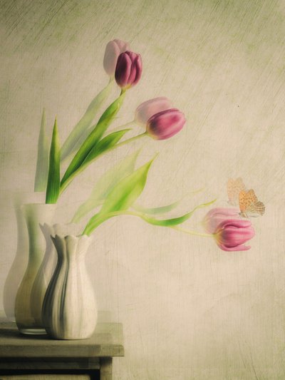 Tulipes et papillon : une vision de rêve - Cristiano Giani