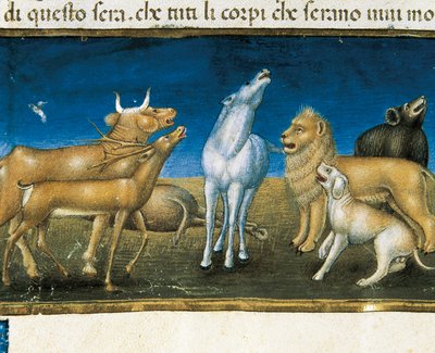 Les étoiles tomberont du ciel devant les yeux des animaux (miniature) Miniature de Cristoforo De Predis (1440-1486) - Cristoforo De Predis