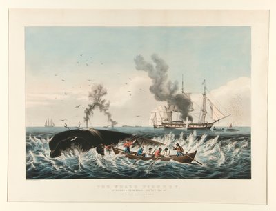 La pêche à la baleine : Attaque d