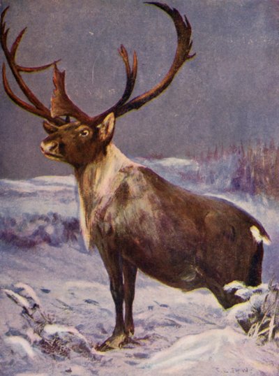 Au zoo : Renne - Cuthbert Edmund Swan