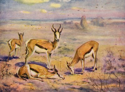 Au Zoo : Springboks - Cuthbert Edmund Swan