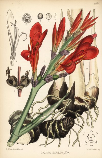 Canna indica. Lithographie en couleur à la main par Hanhart d