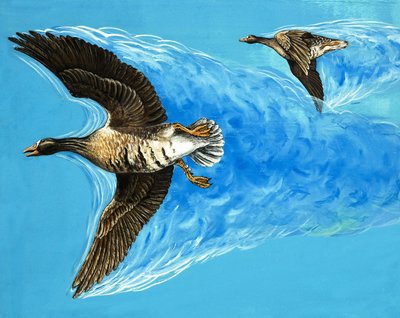 Turbulences causées par le vol des oiseaux - D. Makele.