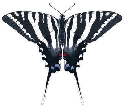 Papillon Zèbre Swallowtail - Damstra Emily