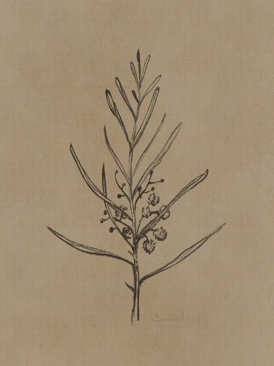 Jeune arbre de Blackwood - Dan Hobday