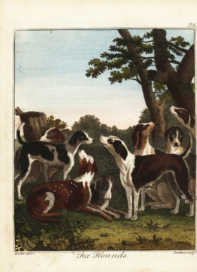 Une meute de chiens de chasse avant une chasse - Daniel (after) Dodd