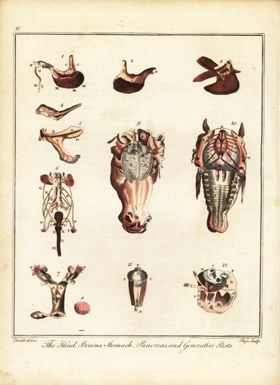 Anatomie d