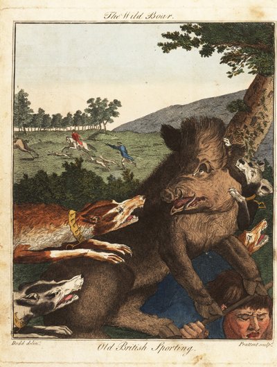 Chasseurs et chiens chassent un sanglier en Angleterre - Daniel (after) Dodd