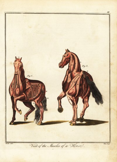 Musculature d