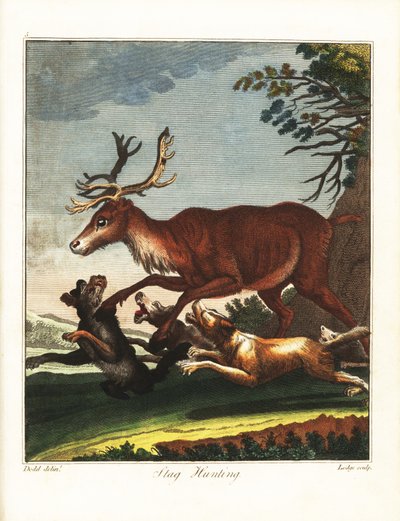 Chasse au cerf - Daniel (after) Dodd